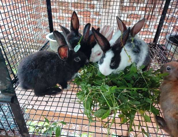 Rabbits For Sale In India