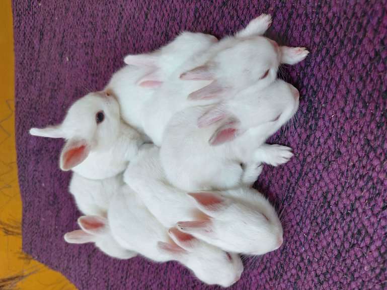 Rabbits For Sale In India