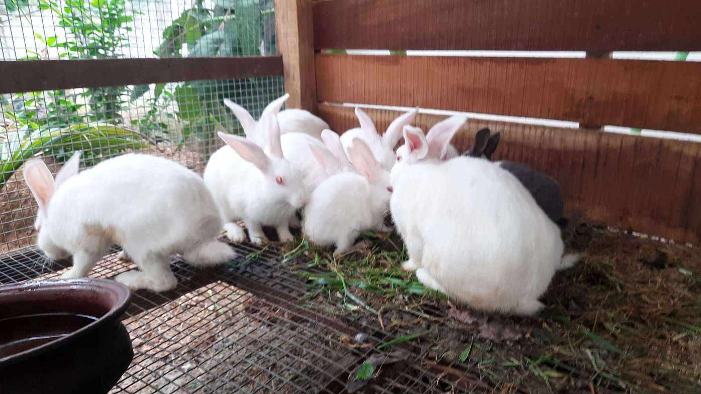 Rabbits For Sale In India