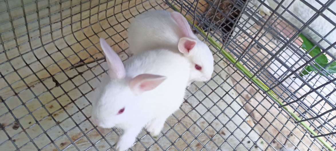 Rabbits For Sale In India