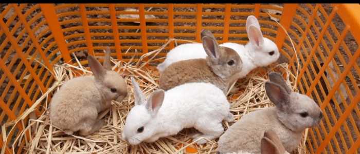 Rabbits For Sale In India