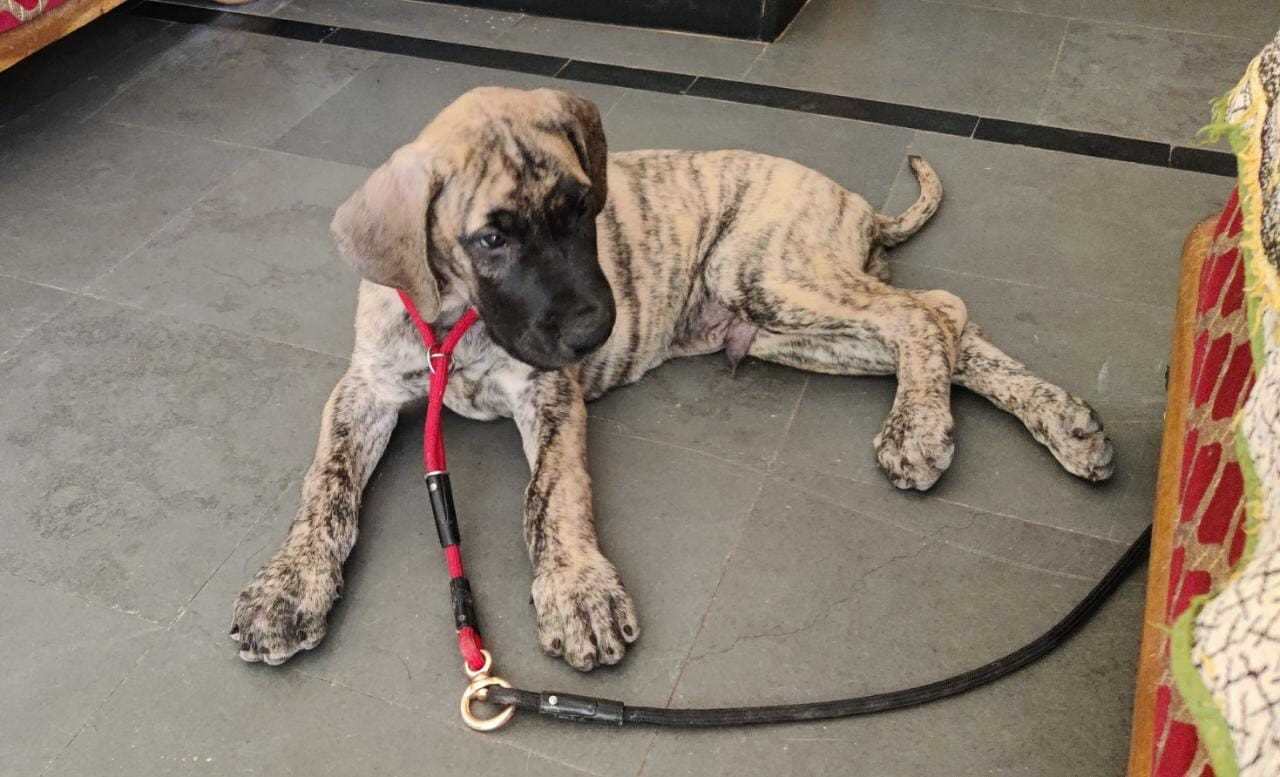 Great Dane For Sale In Hyderabad