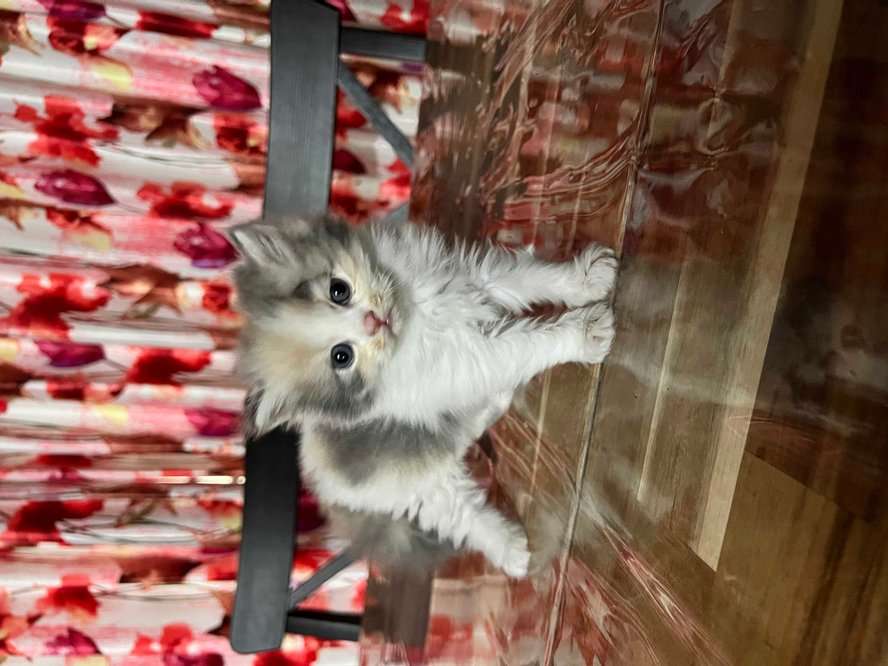 Calico For Sale In Thane