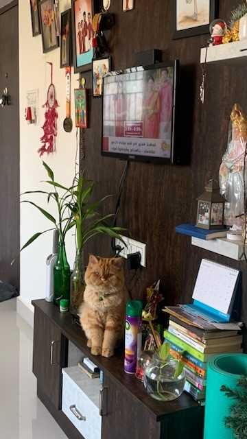 Persian Dogs For Mating In Bangalore