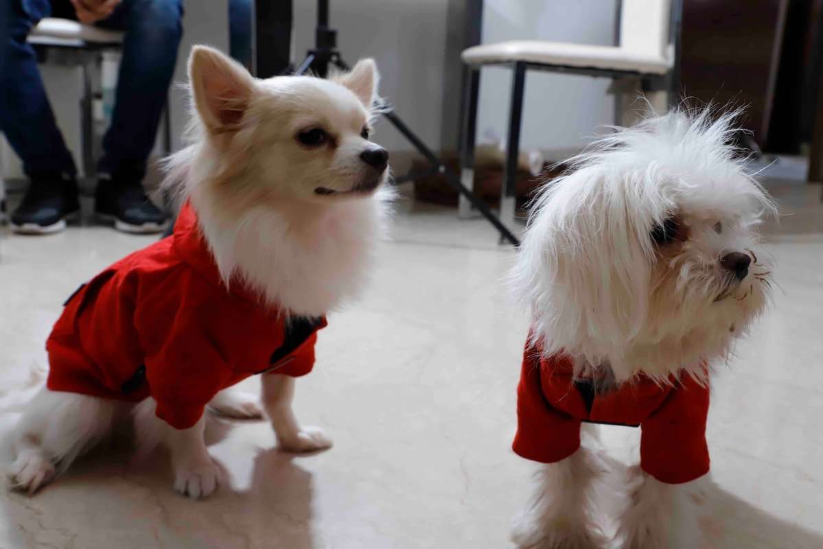 Chihuahua Dogs For Mating In Noida