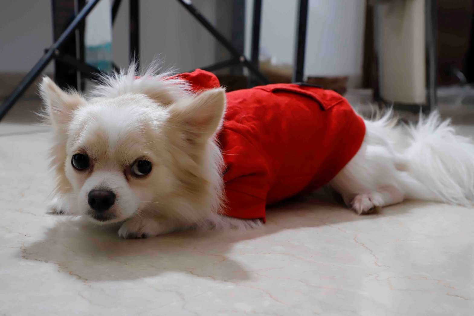 Chihuahua Dogs For Mating In Noida