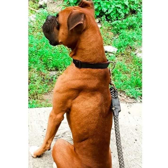 Boxer Dogs For Mating In Ernakulam