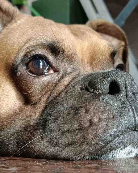 Boxer Dogs For Mating In Ernakulam