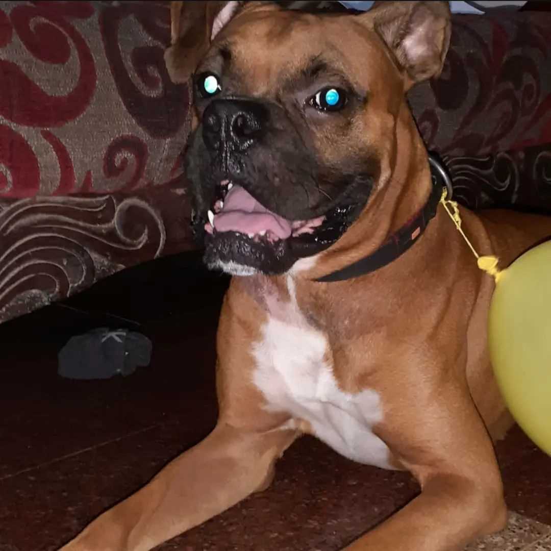 Boxer Dogs For Mating In Ernakulam