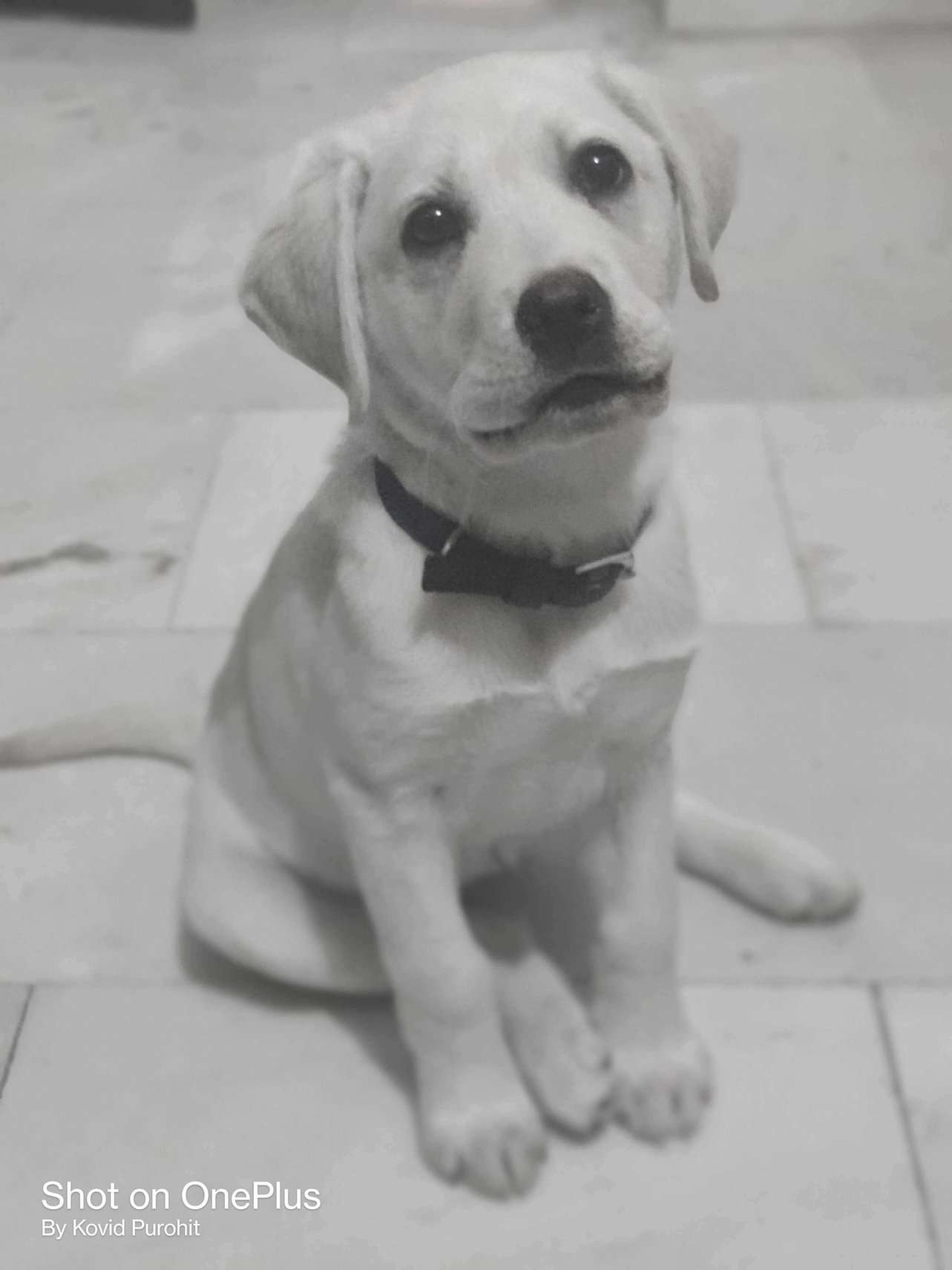 Labrador Retriever For Sale In Jodhpur