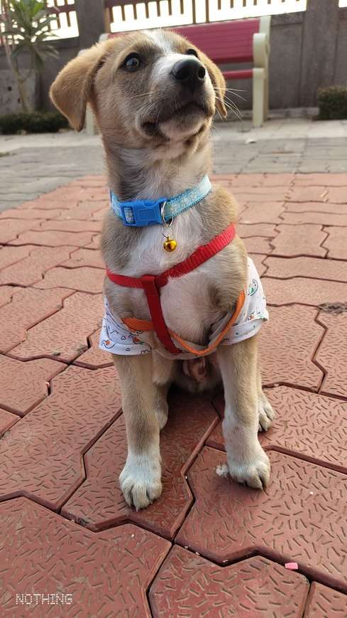 Indian Breed For Adoption In Bhopal