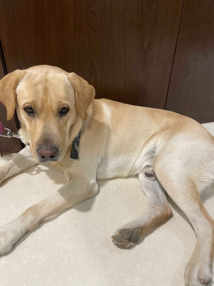 Labrador Retriever For Adoption In Bareilly