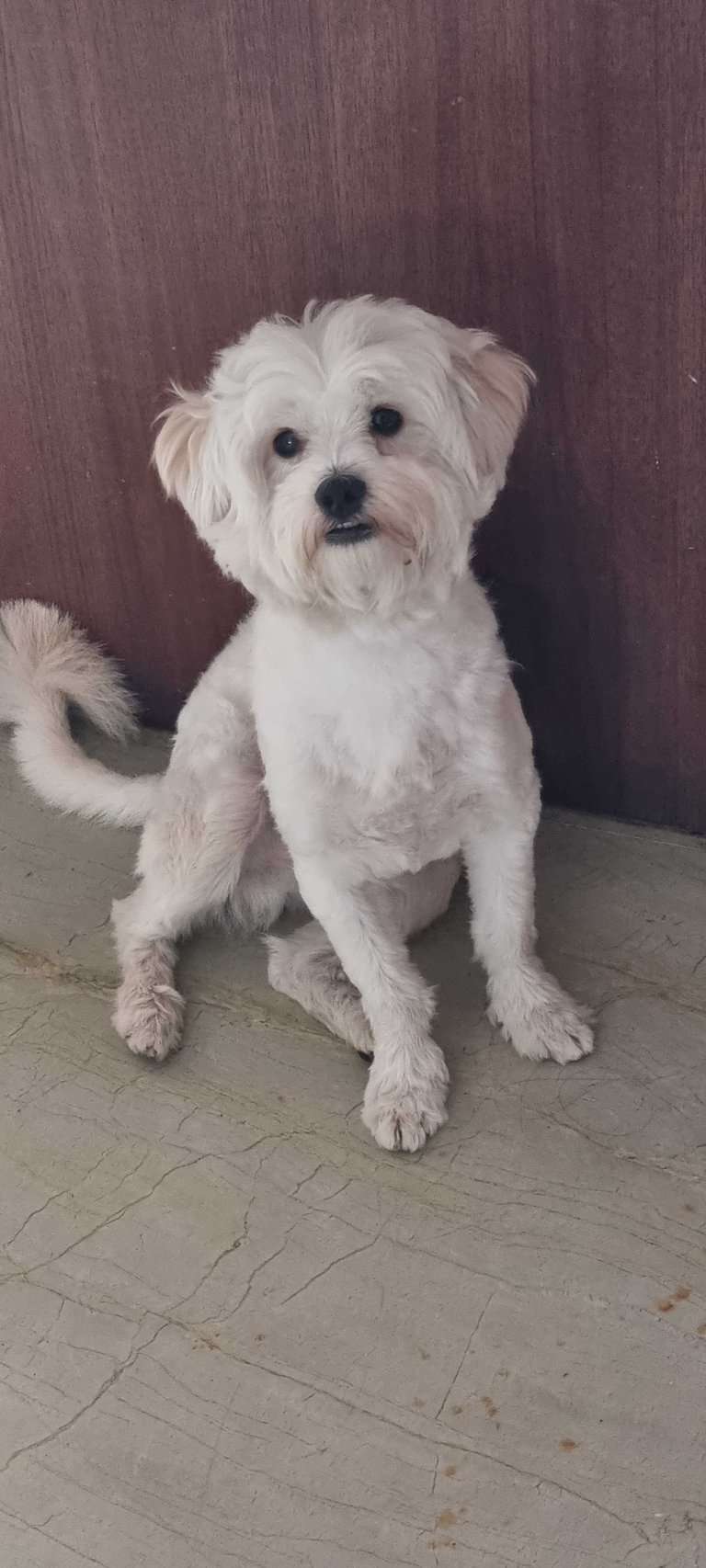 Maltipoo Dogs For Mating In Ludhiana