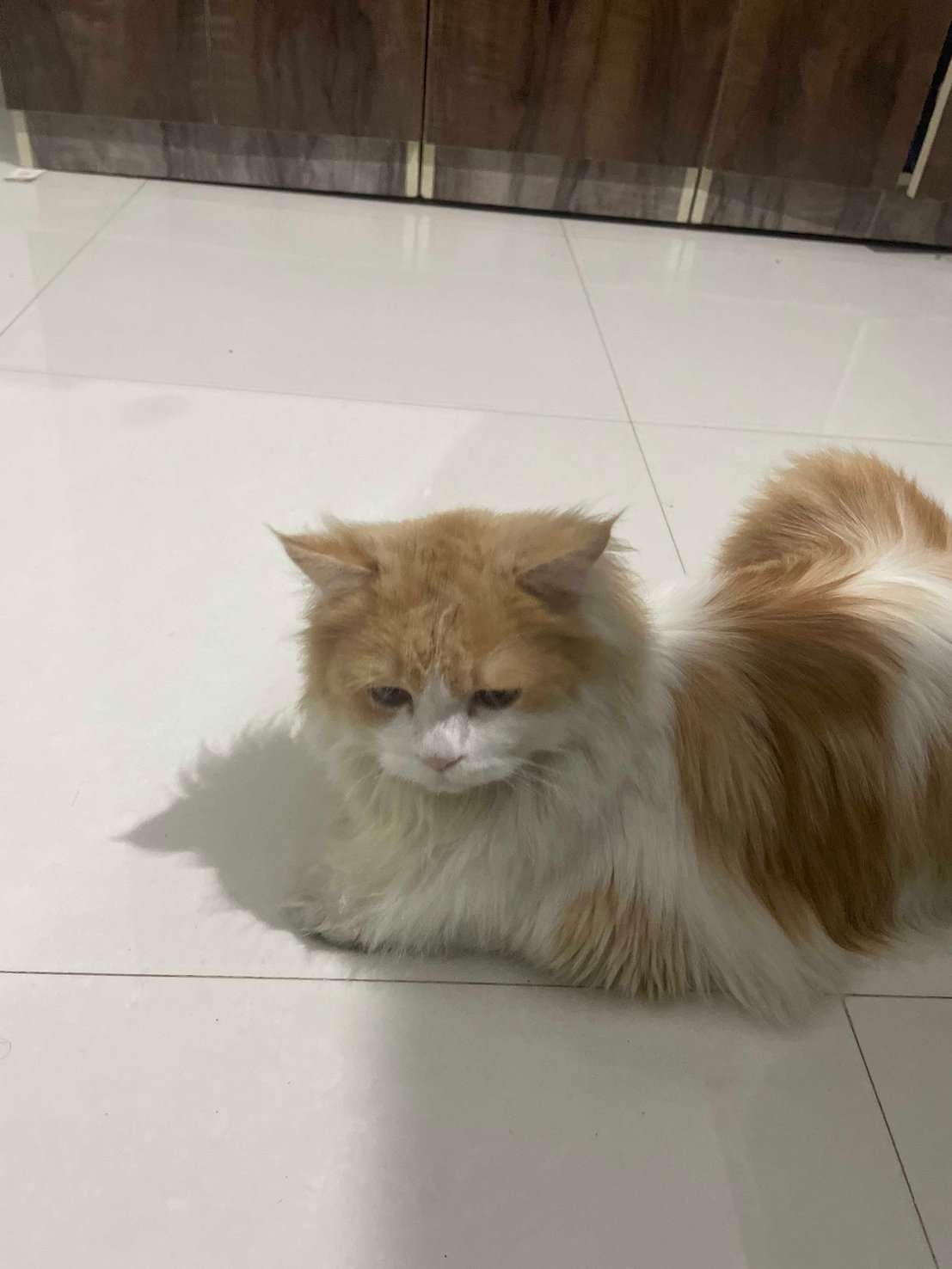 Persian Dogs For Mating In Pune