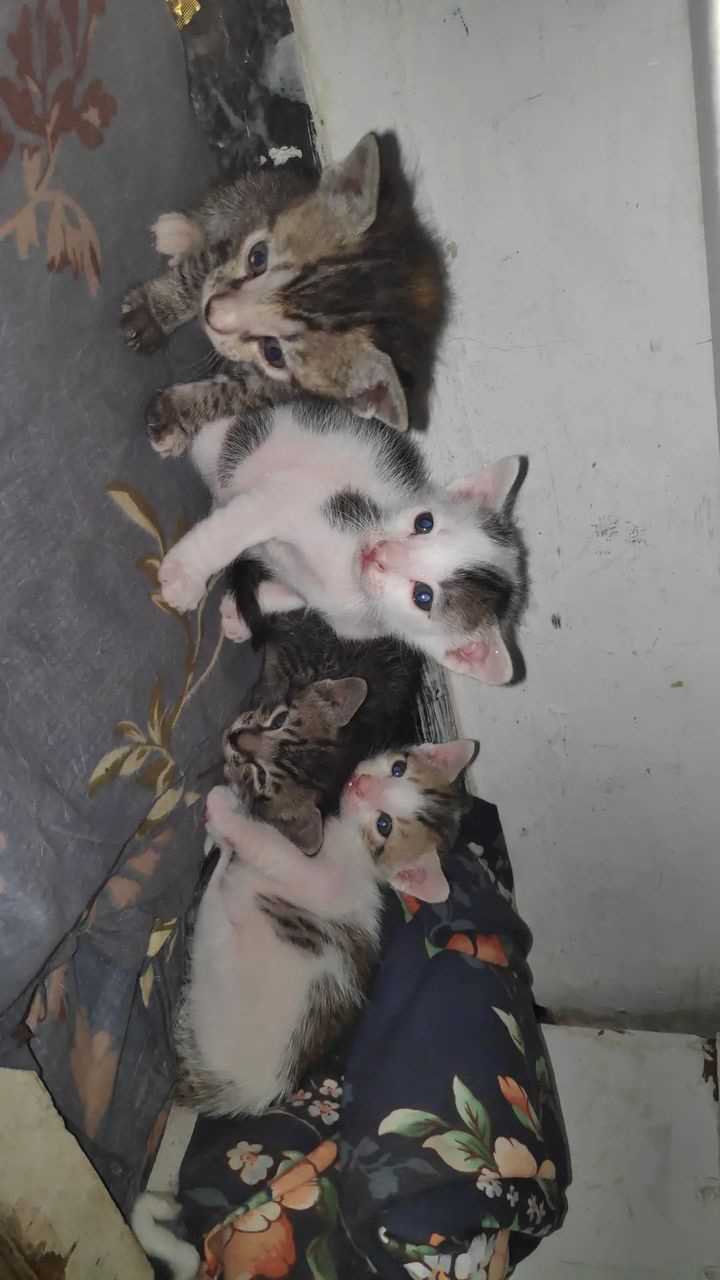 Indian Breed For Adoption In Burhanpur