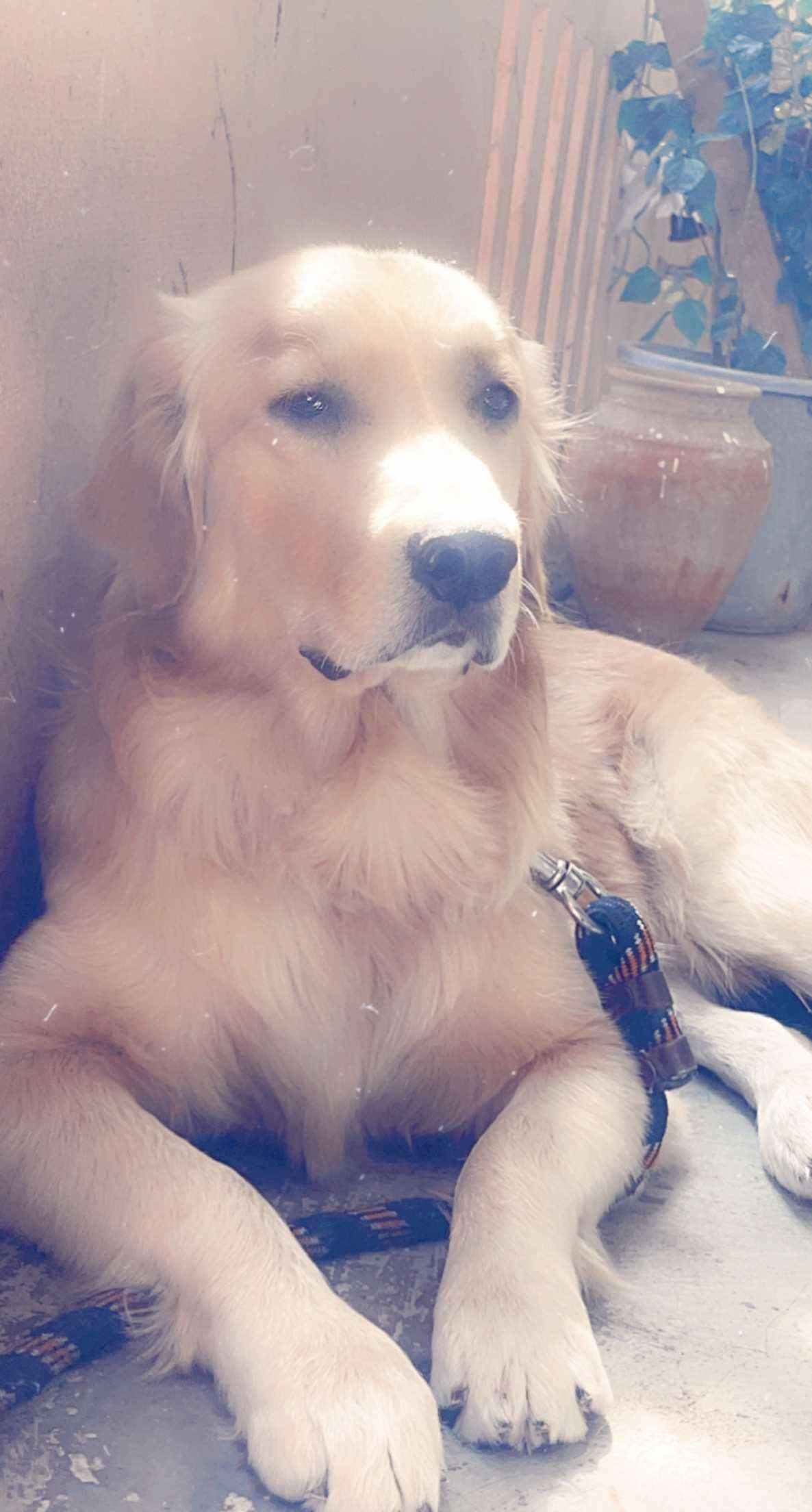 Golden Retriever Dogs For Mating In Warangal