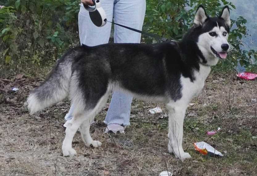Siberian Husky Dogs For Mating In Haridwar