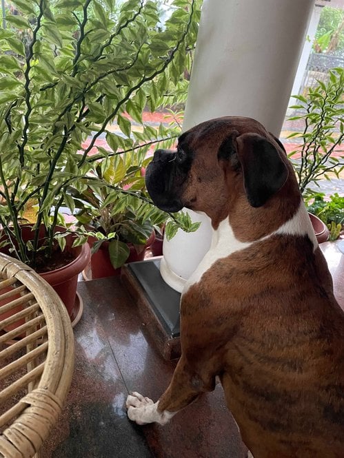 Boxer Dogs For Mating In Ernakulam