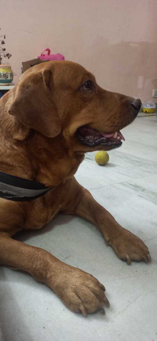 Labrador Retriever Dogs For Mating In Gurgaon
