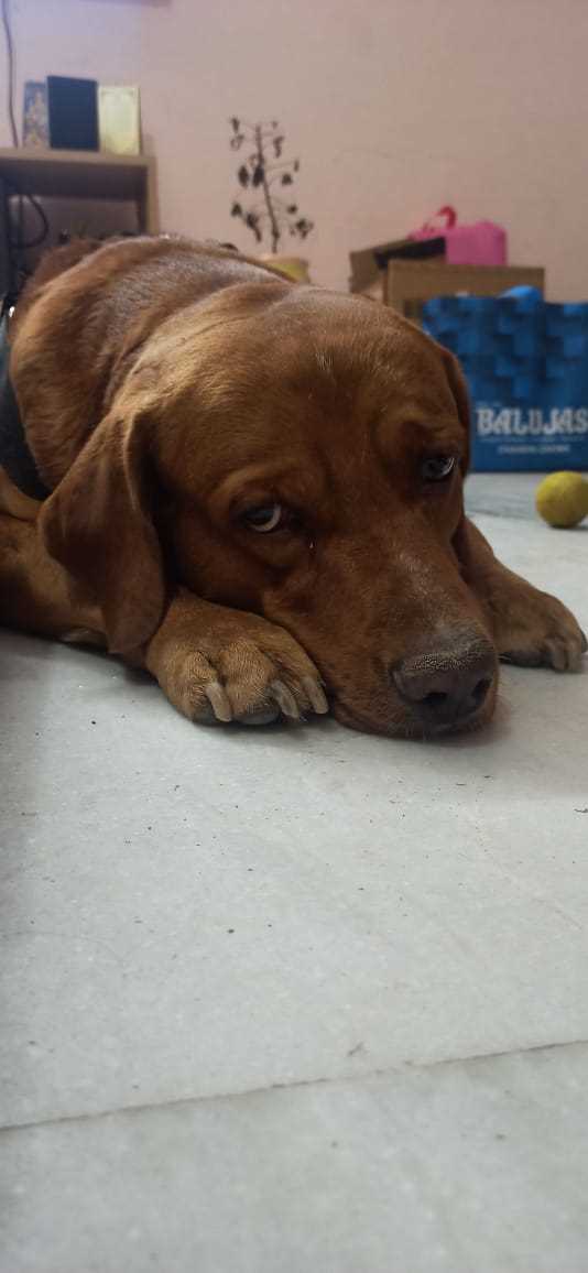 Labrador Retriever Dogs For Mating In Gurgaon