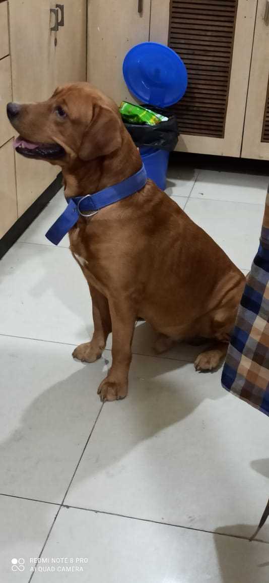 Labrador Retriever Dogs For Mating In Gurgaon