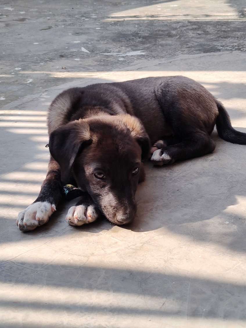 Indian Breed For Adoption In Rae Bareli