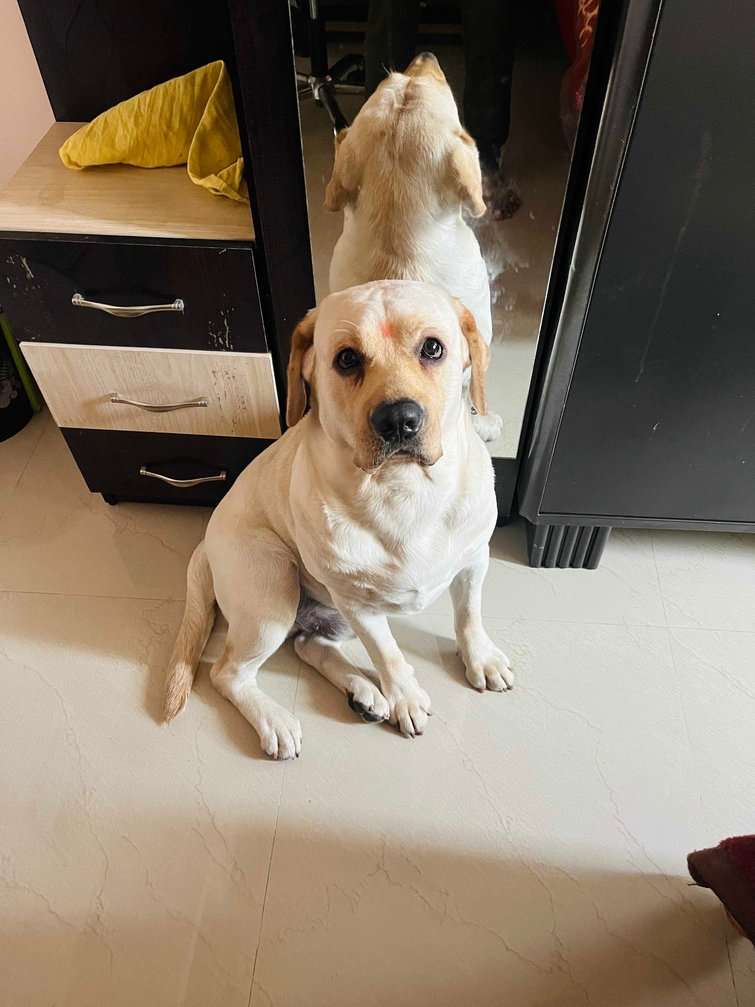 Labrador Retriever Dogs For Mating In Bangalore