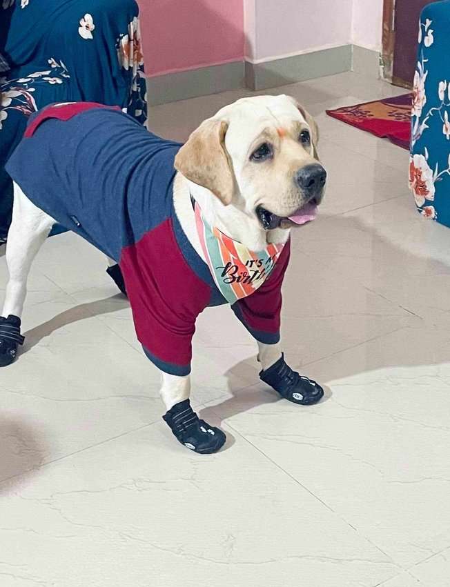 Labrador Retriever Dogs For Mating In Bangalore