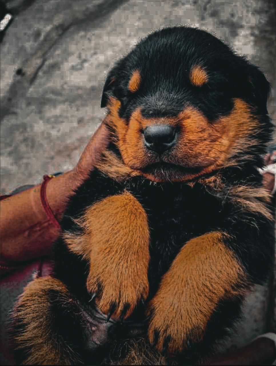 Rottweiler For Sale In Delhi