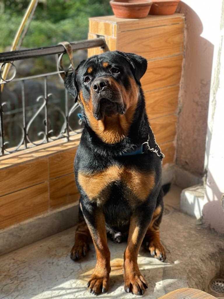Rottweiler Dogs For Mating In Delhi