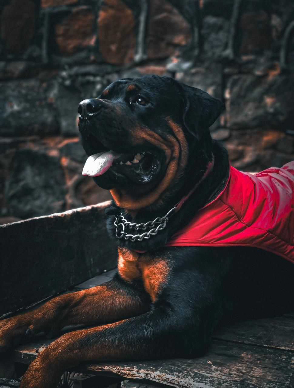 Rottweiler Dogs For Mating In Delhi