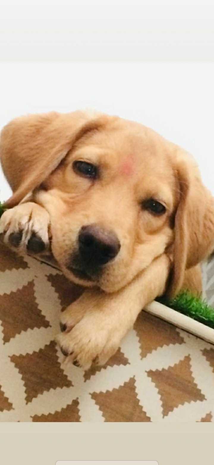 Labrador Retriever Dogs For Mating In Indore