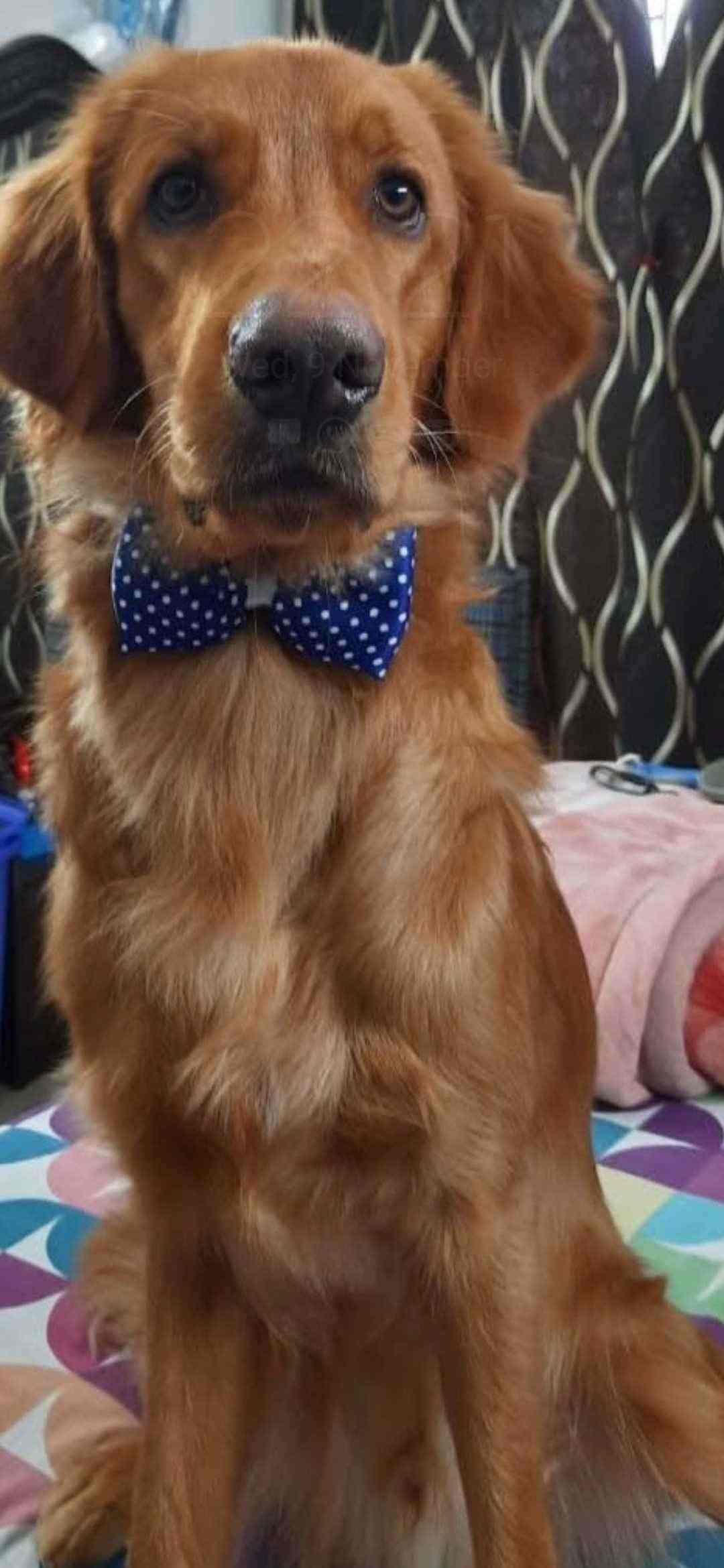 Irish Setter Dogs For Mating In Hyderabad