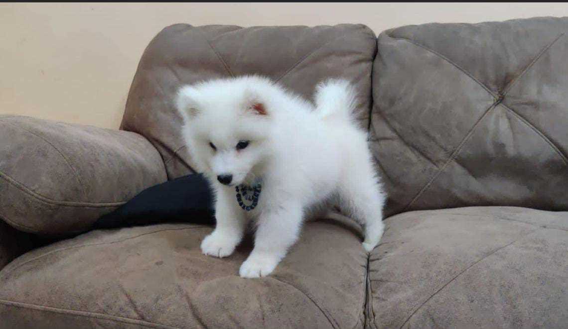 Pomeranian For Sale In Patna