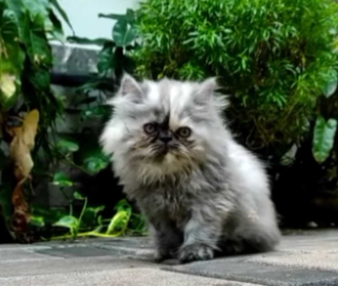 Persian For Sale In Bhubaneswar