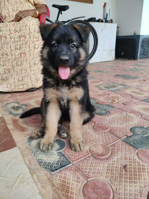 German Shepherd For Sale In Allahabad
