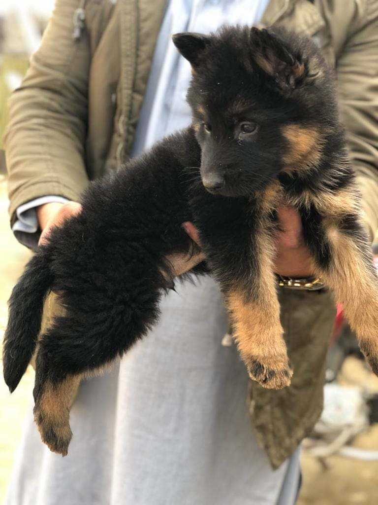 German Shepherd For Sale In Allahabad