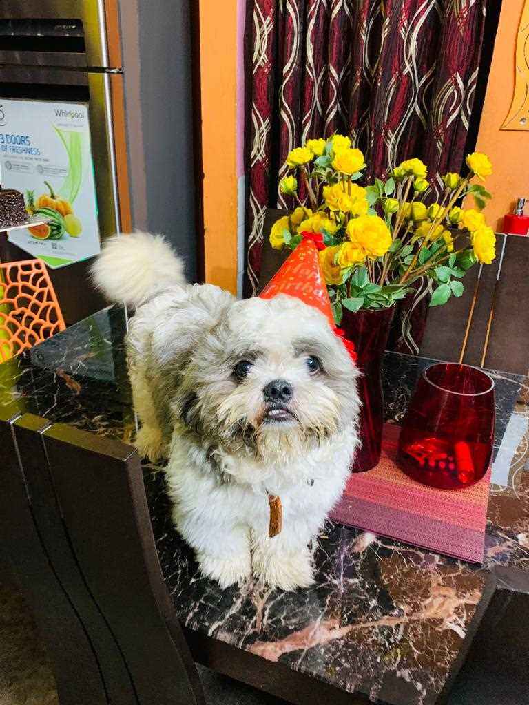 Shih Tzu Dogs For Mating In Visakhapatnam
