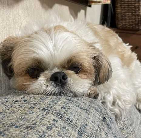 Shih Tzu Dogs For Mating In Visakhapatnam