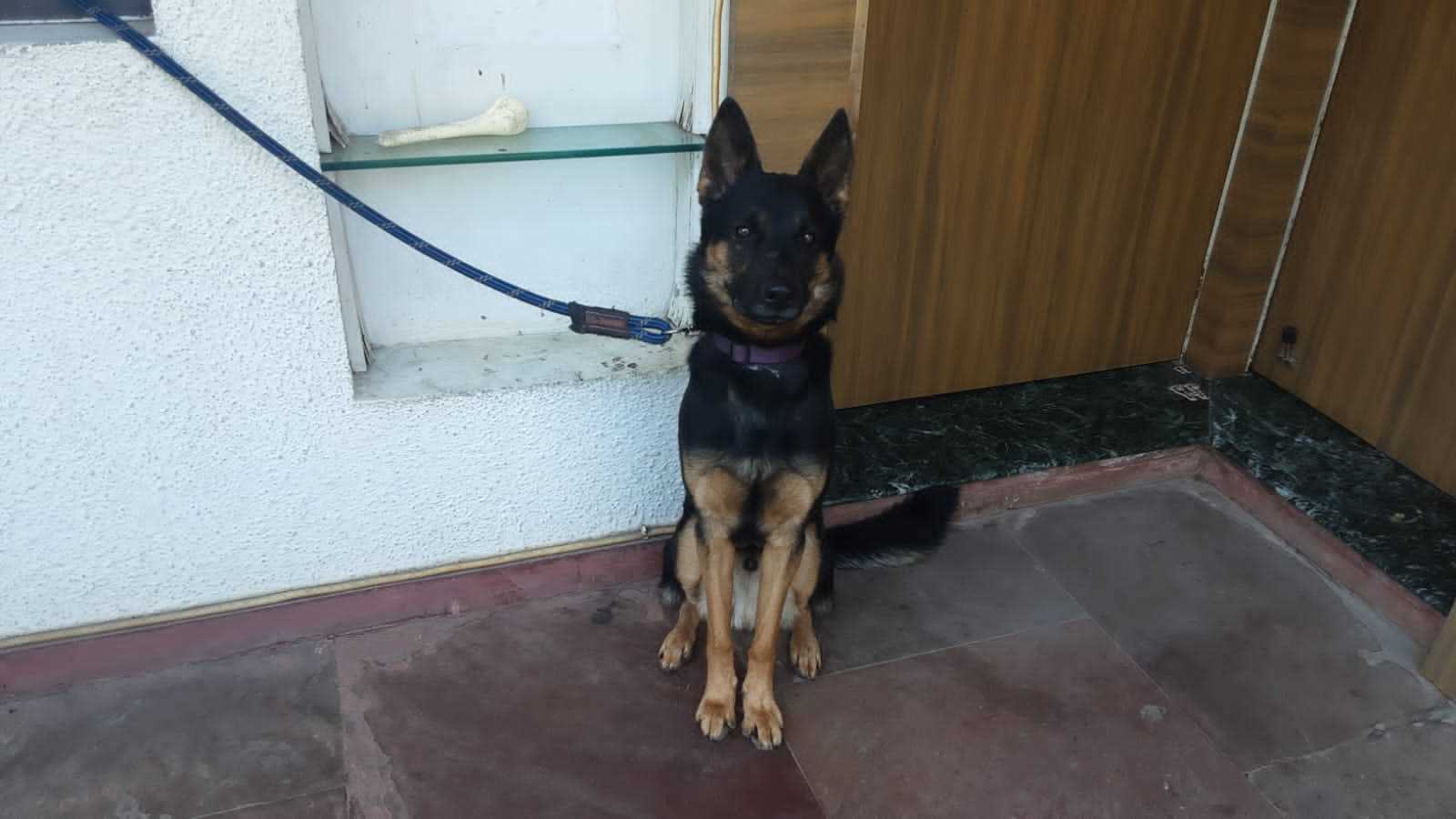 German Shepherd For Adoption In Bhopal
