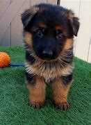 German Shepherd For Sale In Lucknow