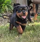 Rottweiler For Sale In Lucknow
