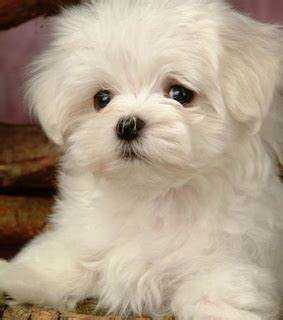 Lhasa Apso For Sale In Gurgaon