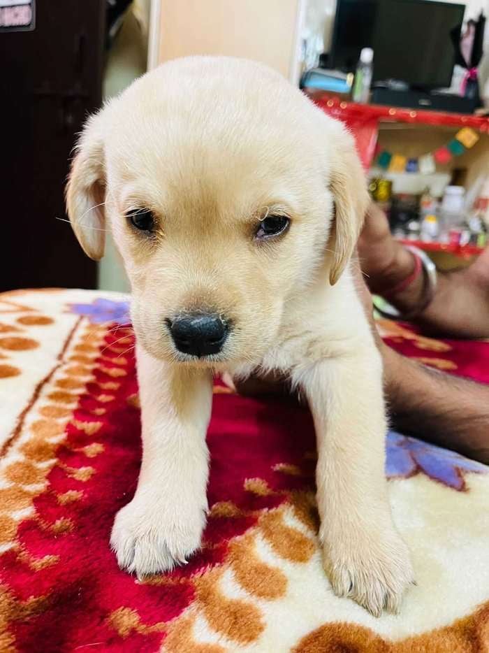 Labrador Retriever For Sale In Gurgaon