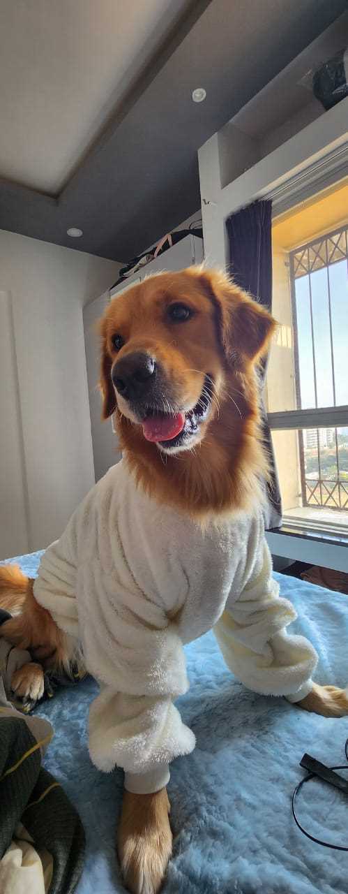 Golden Retriever Dogs For Mating In Pune