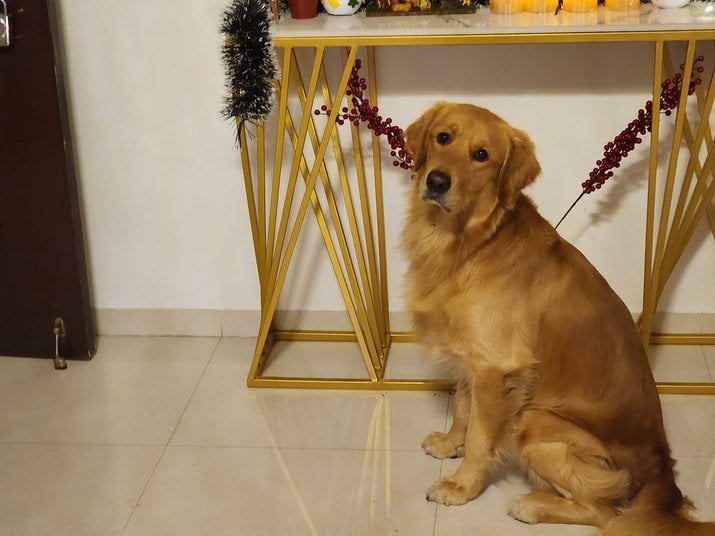Golden Retriever Dogs For Mating In Pune