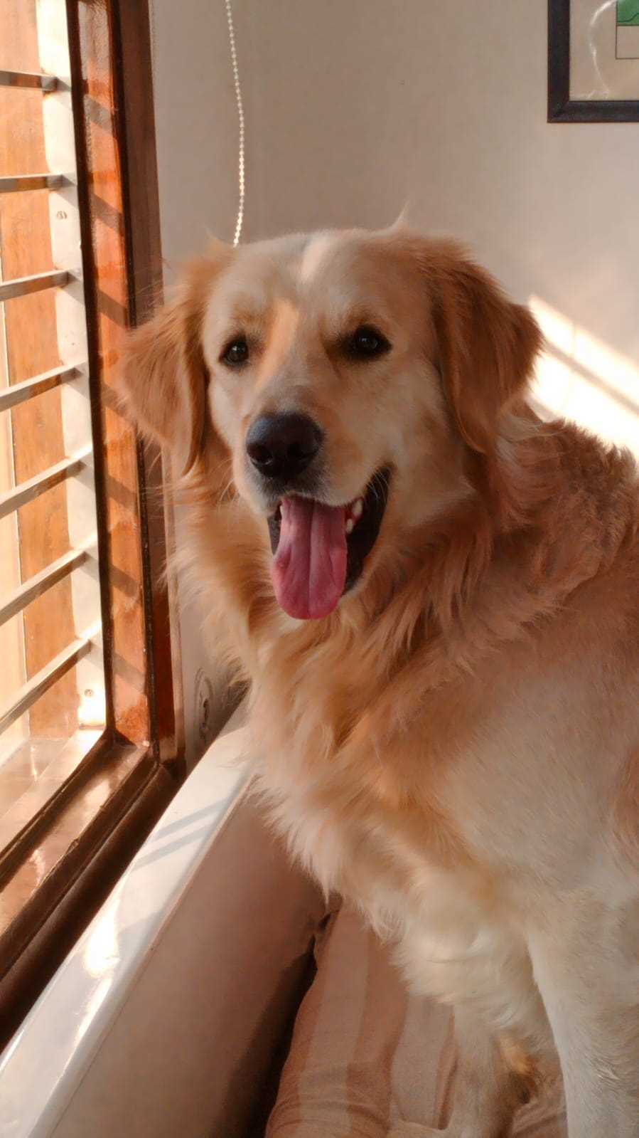 Golden Retriever Dogs For Mating In Delhi