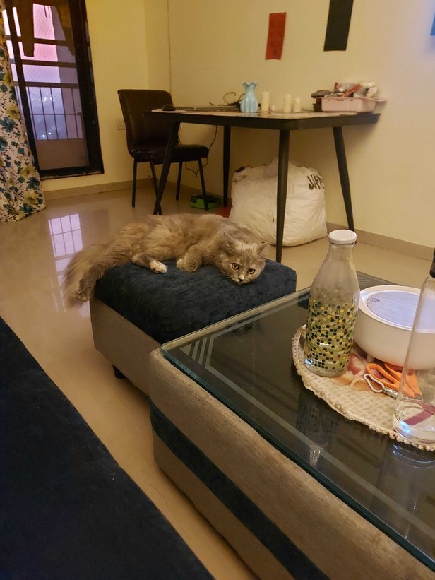 Persian Dogs For Mating In Mumbai