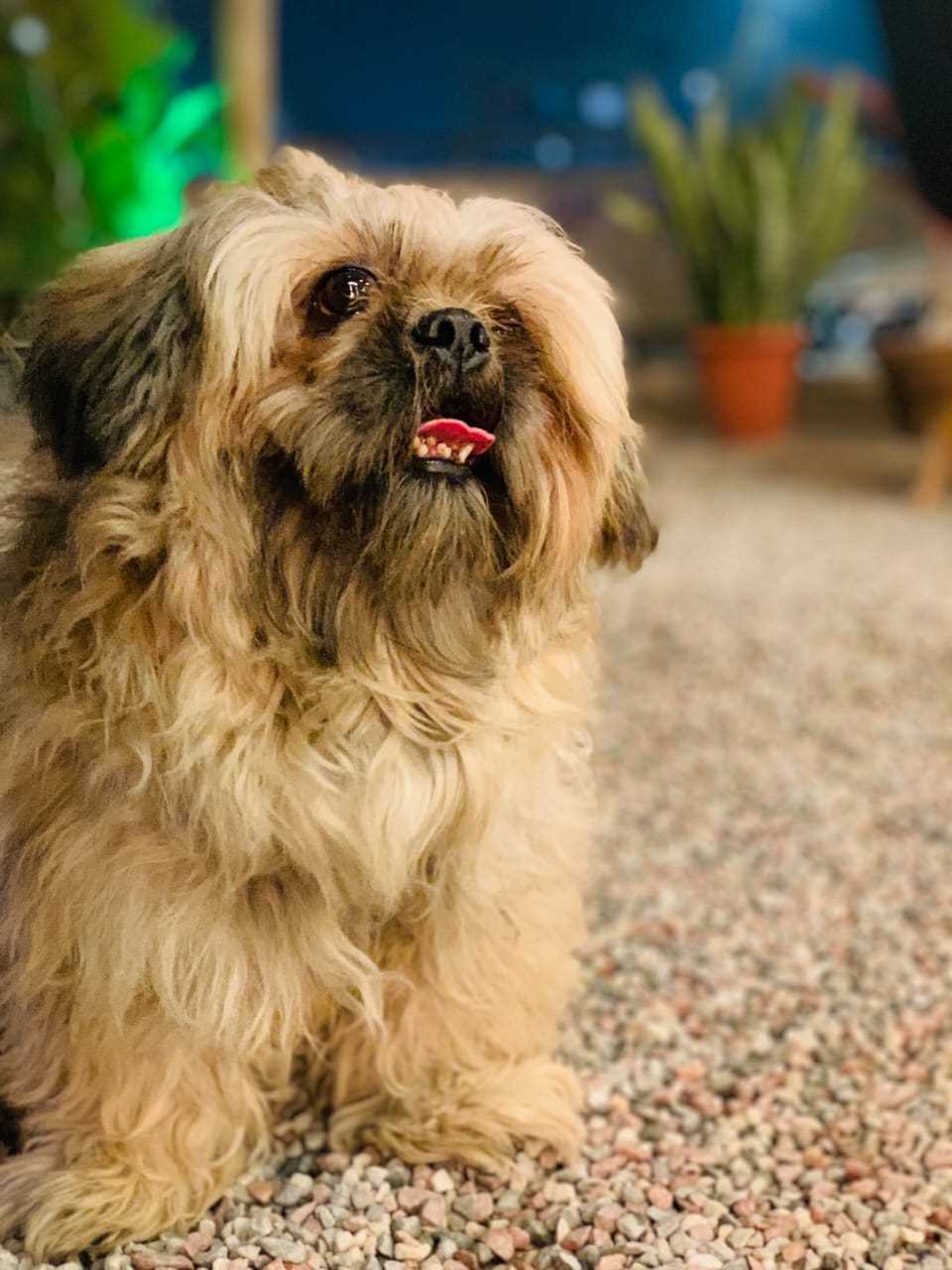 Shih Tzu Dogs For Mating In Delhi