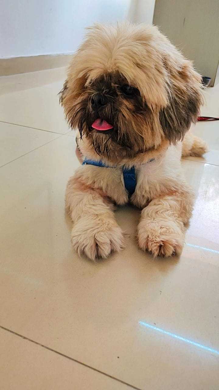 Shih Tzu Dogs For Mating In Delhi